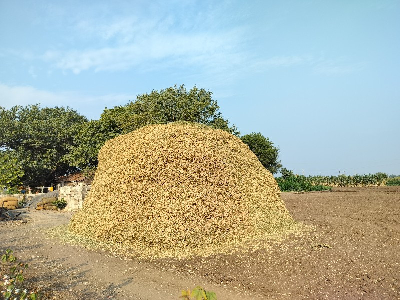 પાલાનો ભૂકો વેચ...