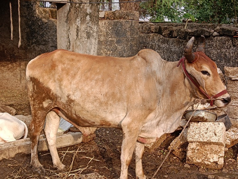 બળદ વેચવાનો છે