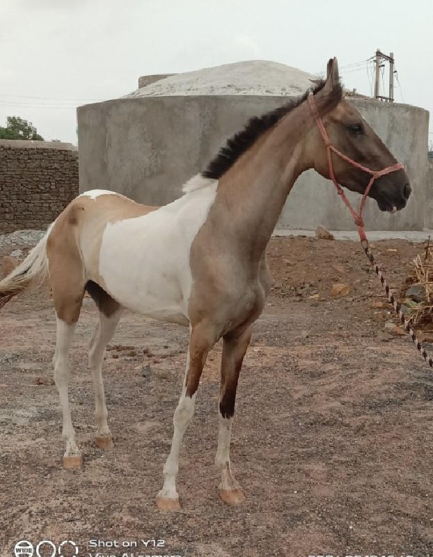 વેછેરી