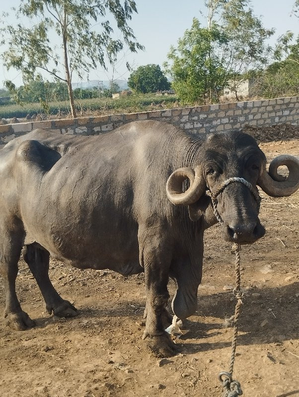 ભેંસ વેચવાની છે