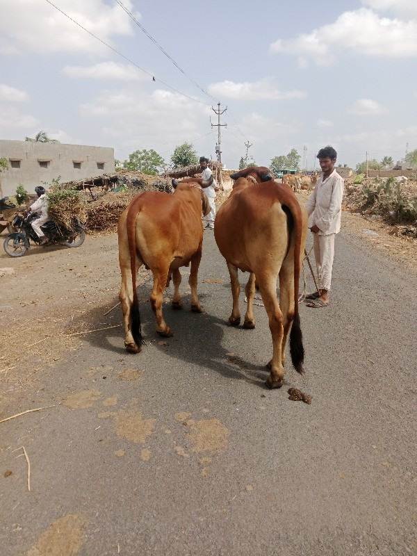 સુતારીયા ભંડારી...