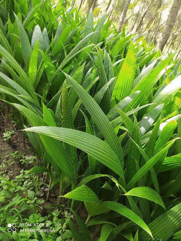 નાળીયેરી નો રોપ...