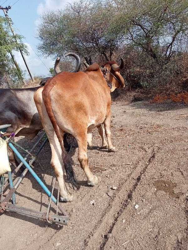 1 બંળદ વેચવા નો...