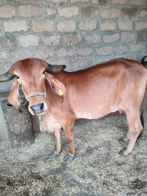 આગાયવેસવાનીછે