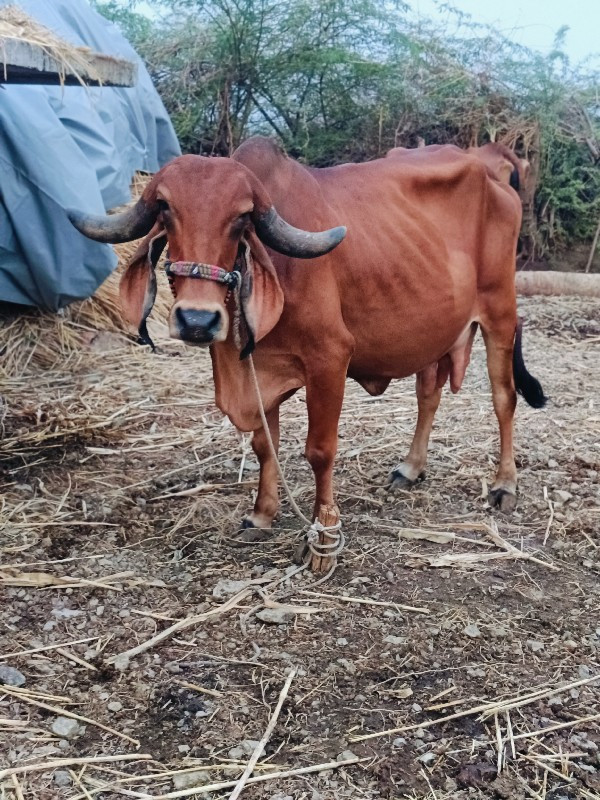 ગાય વેચવાની છે