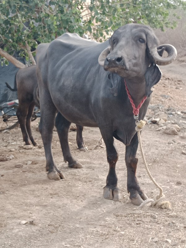 પેલું વેતર અખંડ...