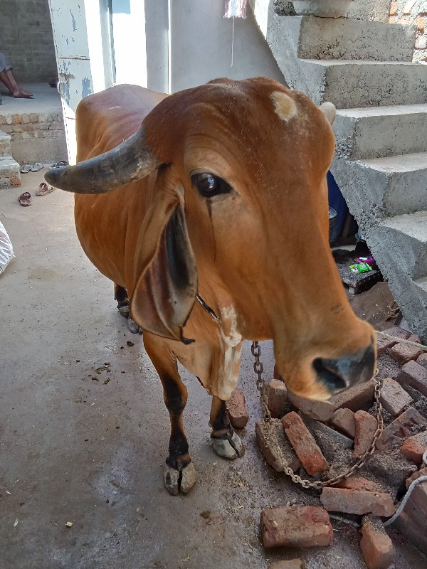 ગાભની સે સાતમો...