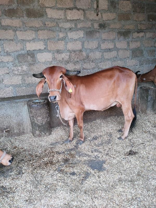 આગાયવેસવાનીછે