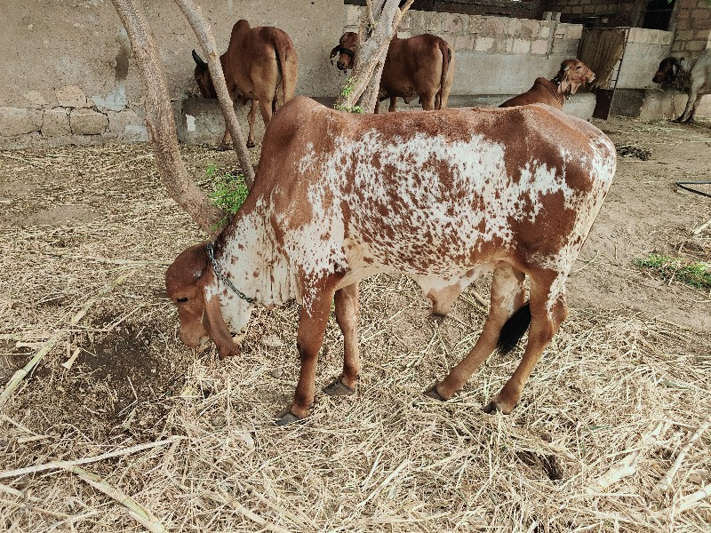 વાછડો વેચવાનો છ...