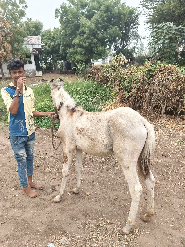 વછૅરી વૅચવાની છ...