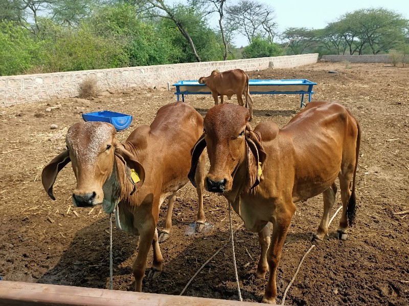 गीर गाय बेचना ह...