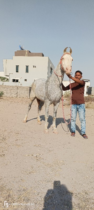 ઘોડિ વેચવાની છે