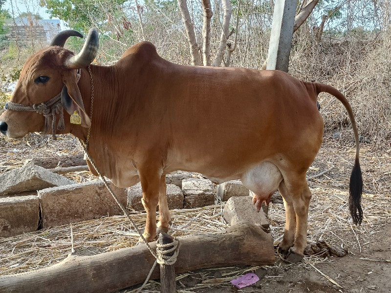 ગાય વેચવાની છે