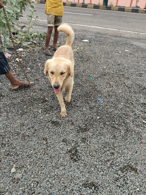 golden retrieve...