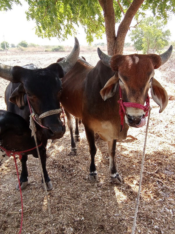 બળદ વેચવાનાછે