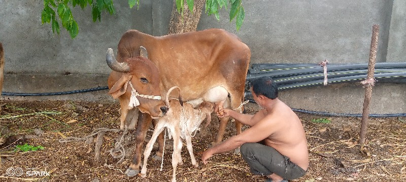 ગાય વેચવાની છે