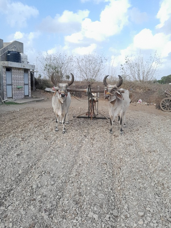 3 jodi vechvani...