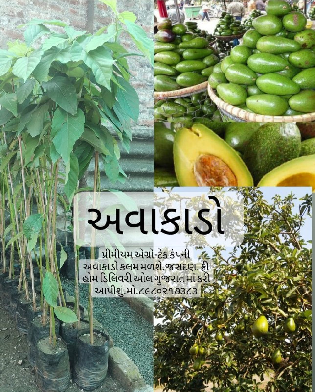 ટોટલ બાગાયતી રો...