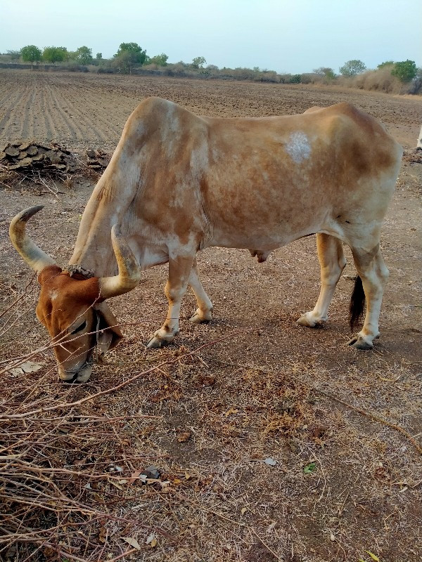 બળદ વેચવાનો છે....