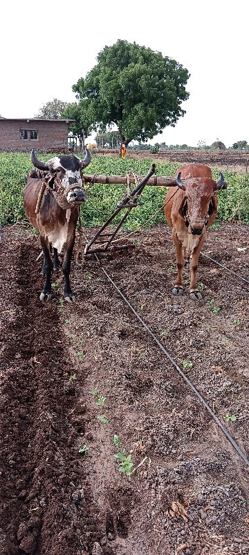 બળદ વેચવાના છે