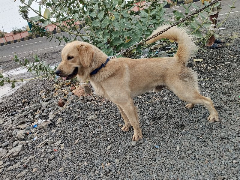 golden retrieve...