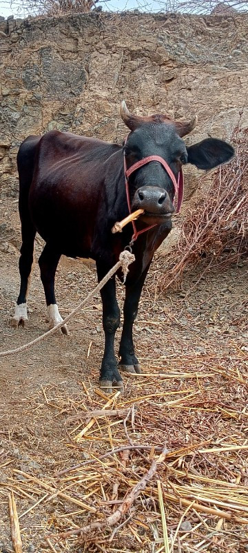 ગાય વેચવાની છે