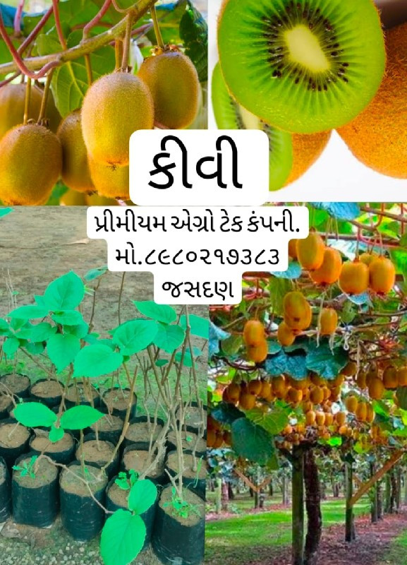 ટોટલ બાગાયતી રો...