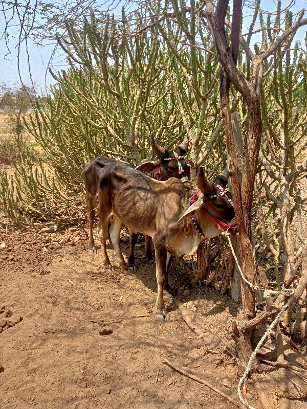 ગોઢલા વેચવાના સ...