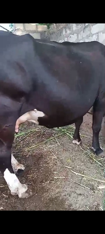 ગાય 🐄