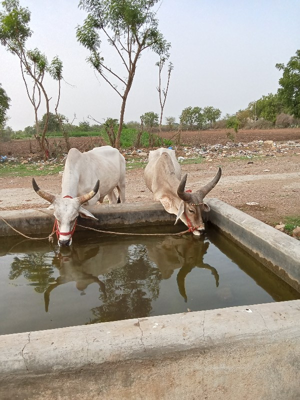 બીજી વાવણીના બળ...