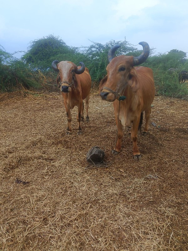 બરધ