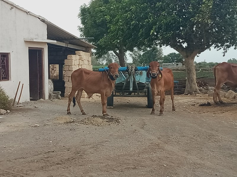 ગોઢલા વેચવાના છ...