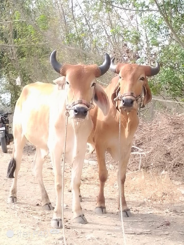 ગોઢલા વેચવાના છ...