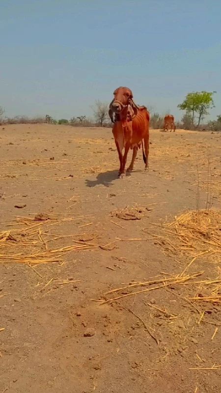 ગીર ગાય વેચવાની...