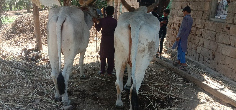 બળદ વેચવાના છે