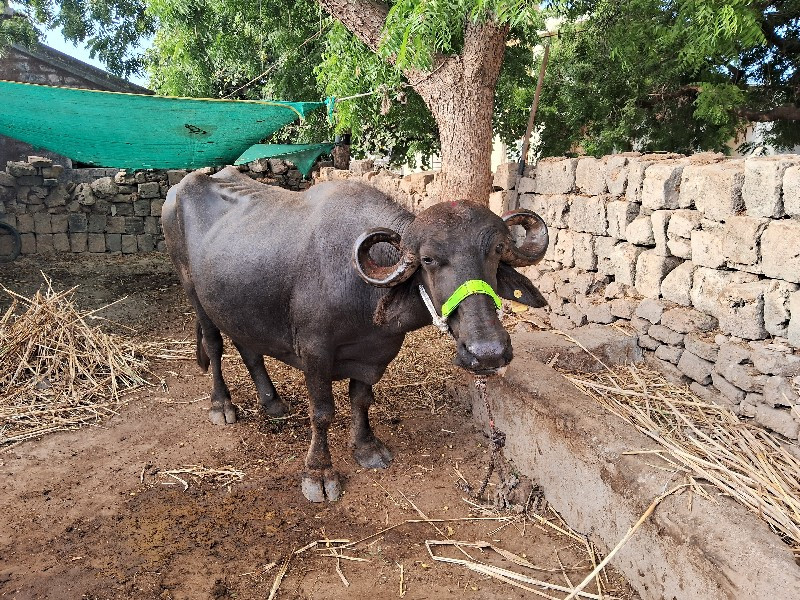 ખડેલી વેસવાની