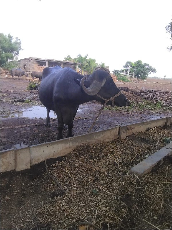 ભેશ વેચવાની છે