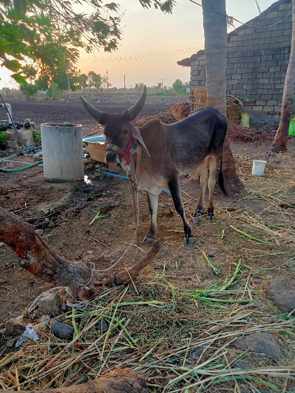 ગોઢલા વેચવાના છ...