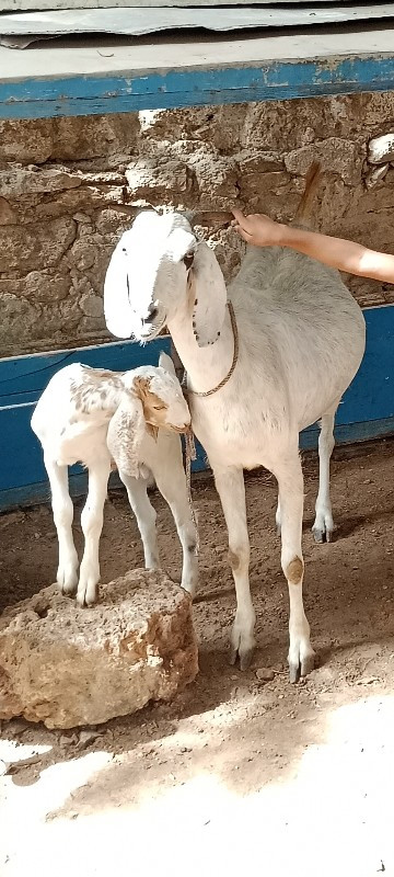 patiri bakri