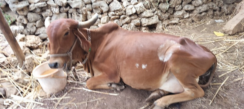 વેચવાની છે અને...