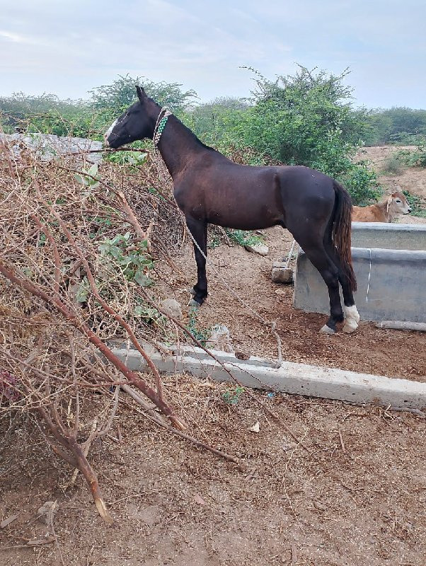 ઘોડો વેચવાનો છે