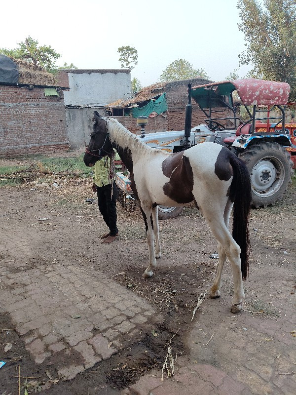 સાટા માં ભૅસ લે...