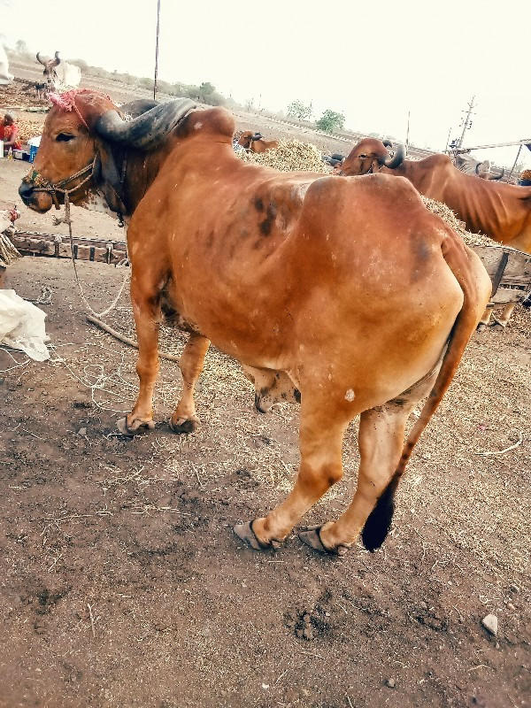 કોઈલાણું