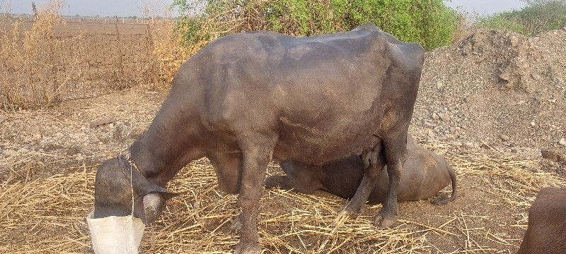 ભેશ વેશવા ની છે