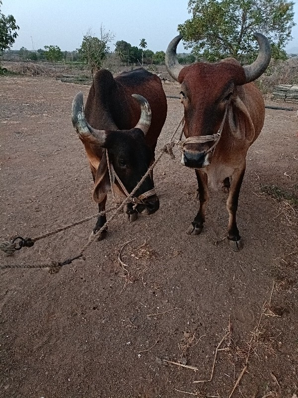 બળદ વેચવાના છે