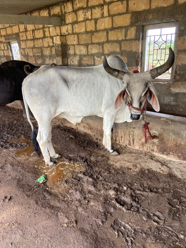 બડધ વેચવાના છે