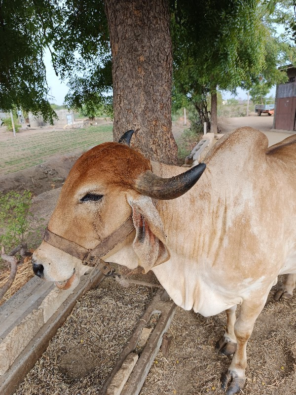 ગાય