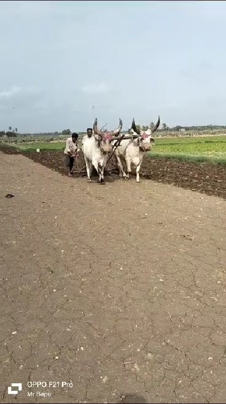 બળદની ધાર 3 હાલ...