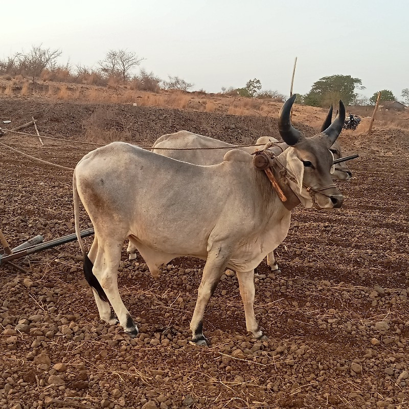 બળદ વેચવાના છે