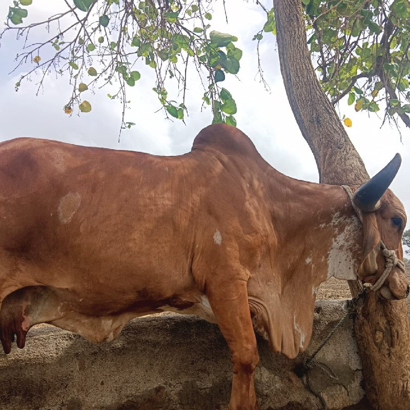 ગાય વેચવાની છે.